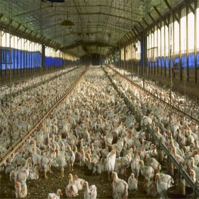 Professionele Geprefabriceerde Stalen Ruimteframe Kippenboerderij Gebouw