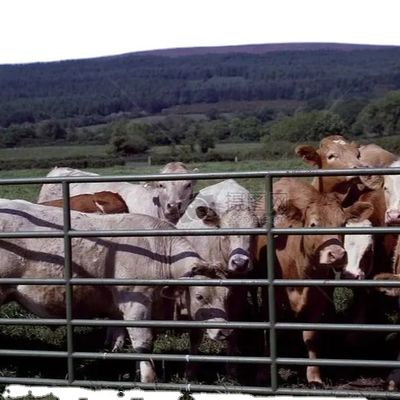 Op Maat Gemaakte Stalen Constructie Pluimveestal met Snelle Installatie