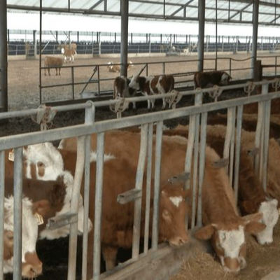 Op Maat Gemaakte Stalen Constructie Pluimveestal met Snelle Installatie