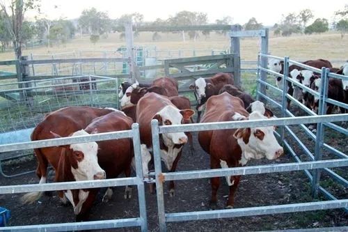 Op Maat Gemaakte Stalen Constructie Pluimveestal met Snelle Installatie